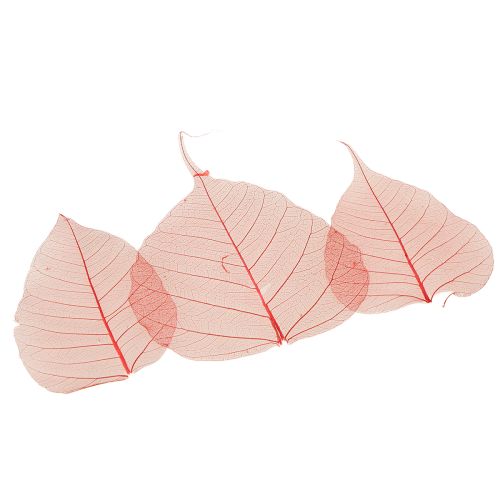 Prodotto Foglie scheletriche Foglie di Bodhi scheletrizzate rosse 5-15 cm 200 pezzi