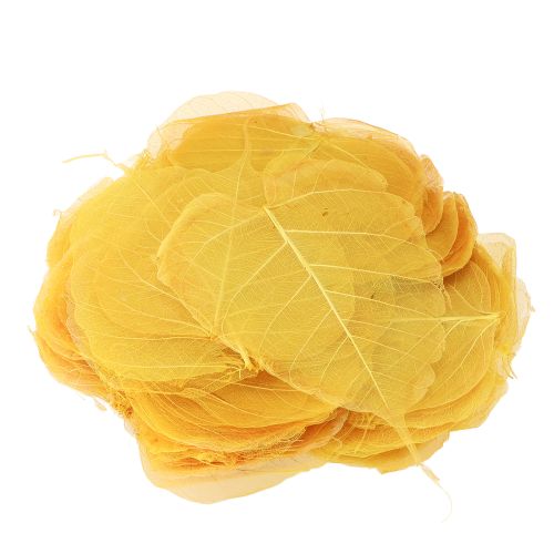 Prodotto Foglie scheletriche, foglie di pioppo e fico, gialle, 5-15 cm, 200 pezzi
