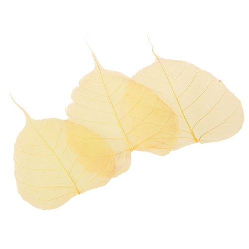 Prodotto Foglie scheletriche, foglie di pioppo e fico, gialle, 5-15 cm, 200 pezzi