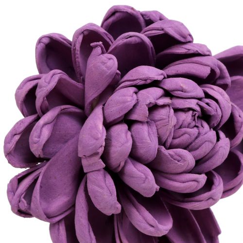 Floristik24 Fiori su filo viola scuro 8 cm 12 pz