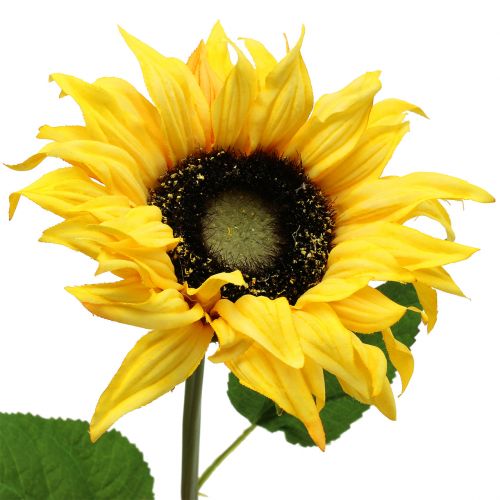 Floristik24 Girasole a gambo lungo giallo 53cm