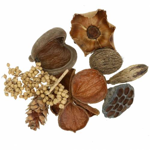 Floristik24 Assortimento esotico con coni strobus natura 300g