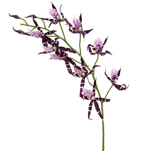 Floristik24 Orchidee ragno Brassia viola 108cm 3pz