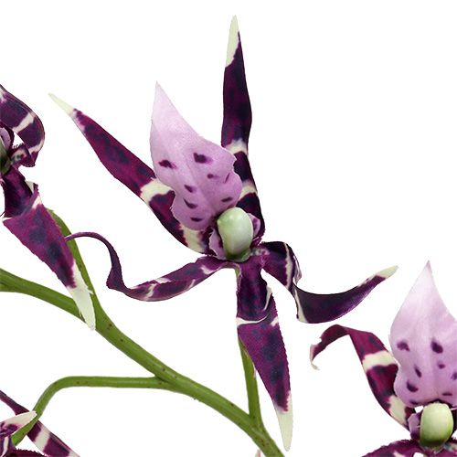 Prodotto Orchidee ragno Brassia viola 108cm 3pz