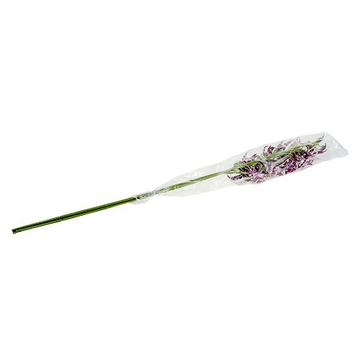 Floristik24 Orchidee ragno Brassia viola 108cm 3pz
