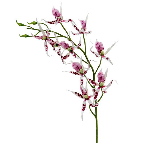 Floristik24 Orchidee ragno Brassia rosa-bianco 108 cm 3 pezzi