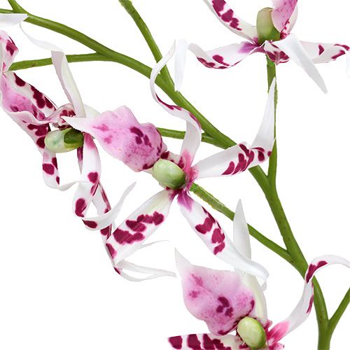 Prodotto Orchidee ragno Brassia rosa-bianco 108 cm 3 pezzi