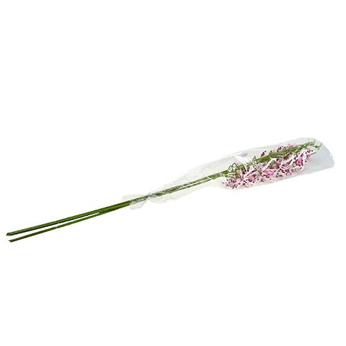 Floristik24 Orchidee ragno Brassia rosa-bianco 108 cm 3 pezzi