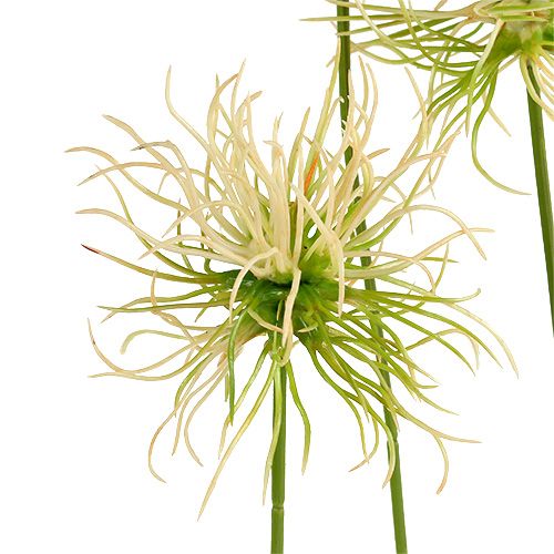 Floristik24 Rami Spitzklette verde crema 63cm 4 pezzi