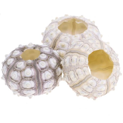 Floristik24 Ricci di mare 10 pz