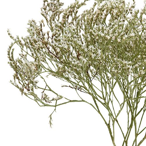 Prodotto Lavanda di mare Statice Tatarica fiori secchi naturali 2 kg