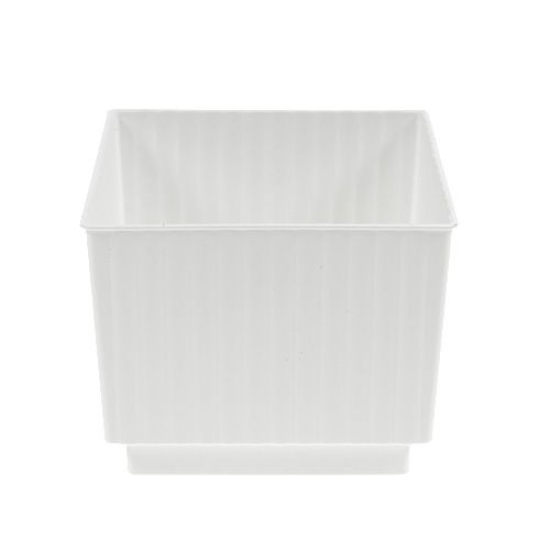 Floristik24 Cubi plug-in per plug-in dimensioni 7cm bianco 10pz