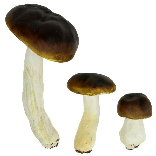 Floristik24 Funghi porcini marroni H8cm - 20cm 6pz