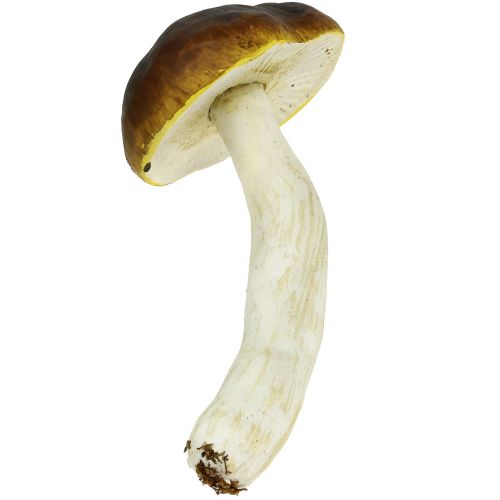 Floristik24 Funghi porcini marroni H8cm - 20cm 6pz