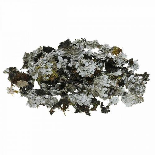 Floristik24 Decoro lichene naturale con grigio muschio 500g