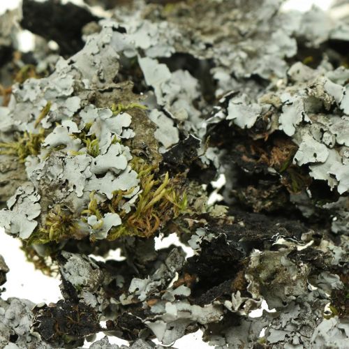 Floristik24 Decoro lichene naturale con grigio muschio 500g