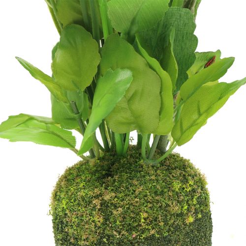 Floristik24 Viola del pensiero con palla di muschio bianca 31 cm