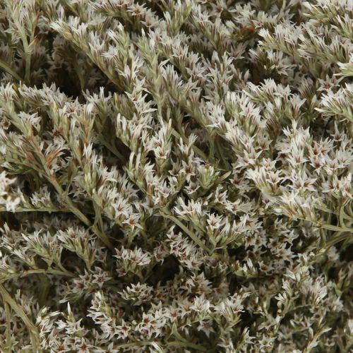 Prodotto Lavanda di mare Statice Tatarica fiori secchi naturali 2 kg
