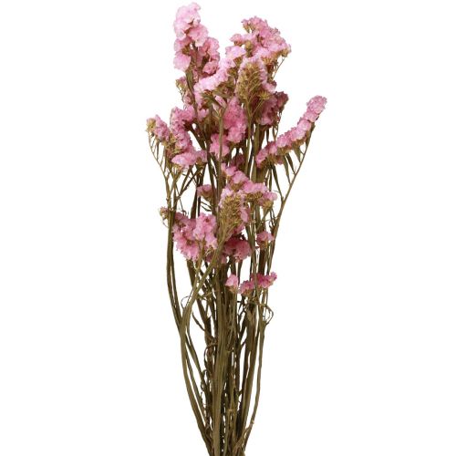 Floristik24 Fiori secchi di limonio rosa lilla da spiaggia 60 cm 50 g