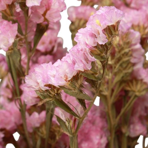 Floristik24 Fiori secchi di limonio rosa lilla da spiaggia 60 cm 50 g