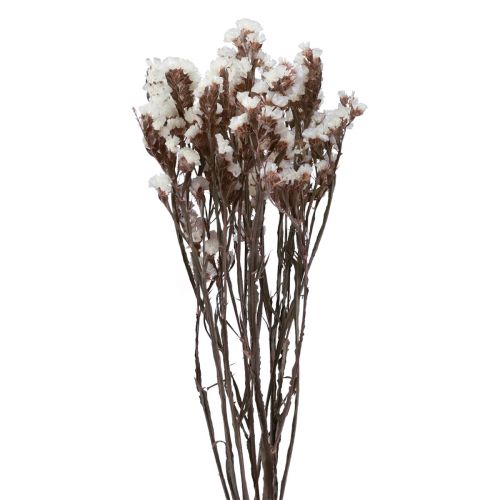 Floristik24 Fiori secchi di limonio bianco lilla da spiaggia 60 cm 35 g