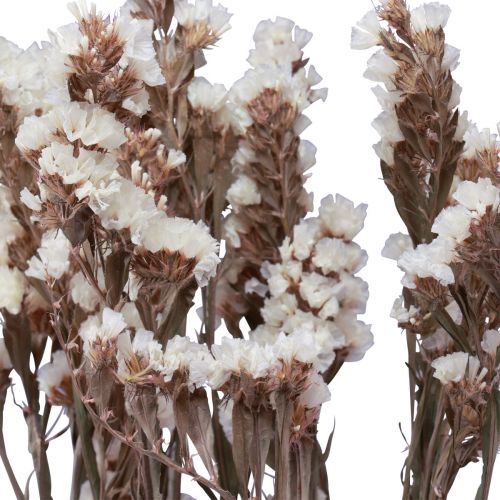 Floristik24 Fiori secchi di limonio bianco lilla da spiaggia 60 cm 35 g