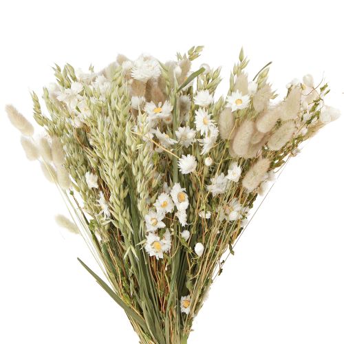 Floristik24 Bouquet di fiori secchi fiori di paglia bianca avena Lagurus 55cm