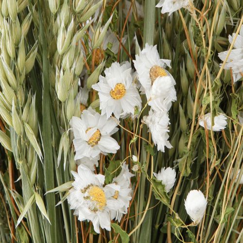 Floristik24 Bouquet di fiori secchi fiori di paglia bianca avena Lagurus 55cm