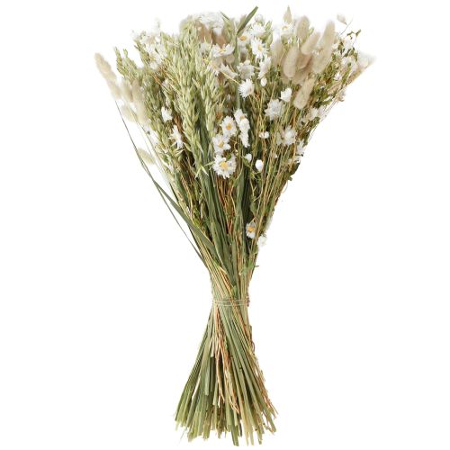 Floristik24 Bouquet di fiori secchi fiori di paglia bianca avena Lagurus 55cm