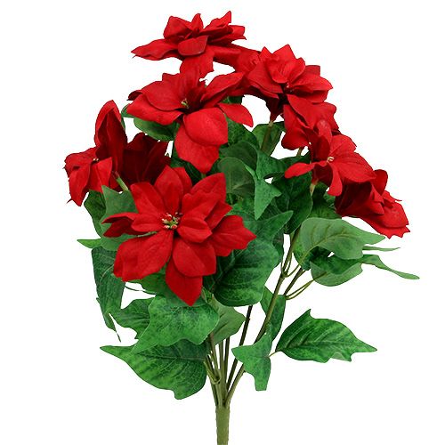 Floristik24 Bouquet Poinsettia Rosso L47cm