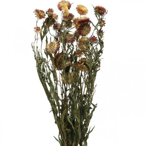 Fiore di paglia Giallo, Rosso essiccato Elicriso Fiore essiccato 50cm 60g