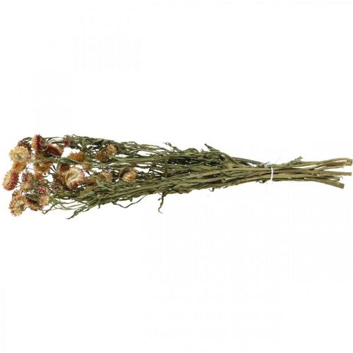 Prodotto Fiore di paglia Giallo, Rosso essiccato Elicriso Fiore essiccato 50cm 60g