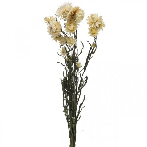 Decorazione a secco fiori di paglia crema elicriso essiccato 50cm 30g