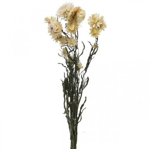 Floristik24 Decorazione a secco fiori di paglia crema elicriso essiccato 50cm 30g