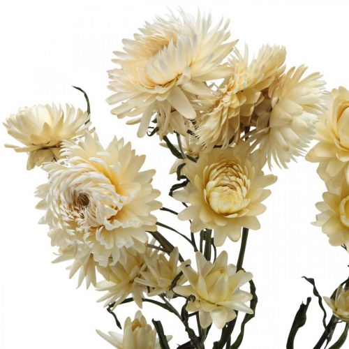 Prodotto Decorazione a secco fiori di paglia crema elicriso essiccato 50cm 30g