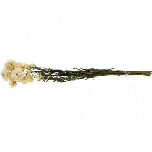 Prodotto Decorazione a secco fiori di paglia crema elicriso essiccato 50cm 30g