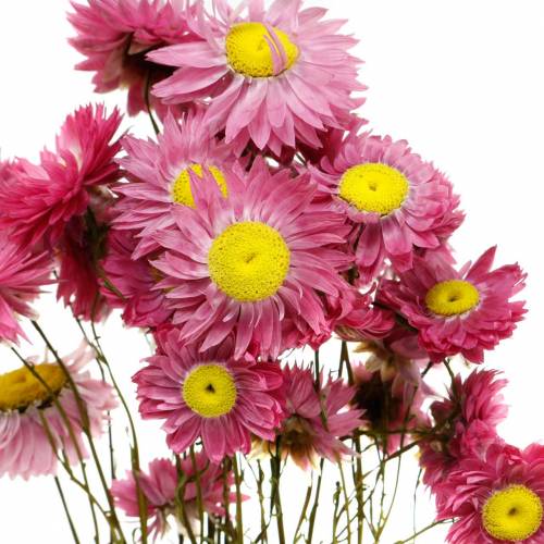Floristik24 Fiore di paglia in un mazzo Fiori secchi rosa 25g