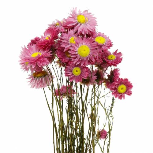 Floristik24 Fiore di paglia in un mazzo Fiori secchi rosa 25g