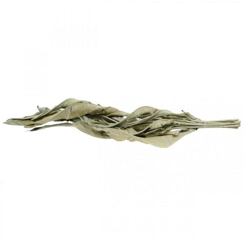 Floristik24 Strelitzia foglie essiccate verde satinato 45-80 cm 10 pz