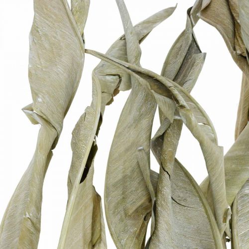 Prodotto Strelitzia foglie essiccate verde satinato 45-80 cm 10 pz
