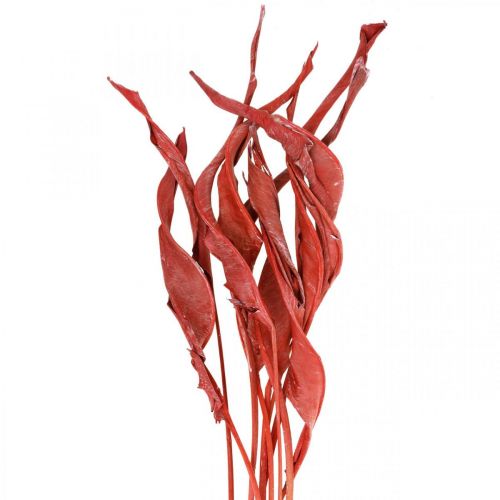 Floristik24 Strelitzia lascia floristica secca rossa satinata 45-80 cm 10 pezzi