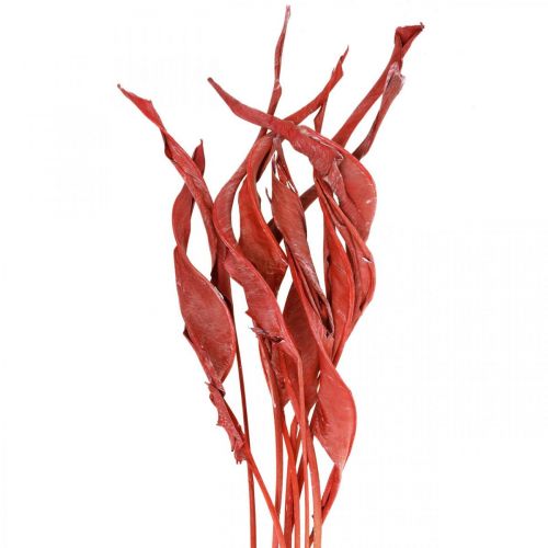 Strelitzia lascia floristica secca glassata rossa 45-80 cm 10 pezzi