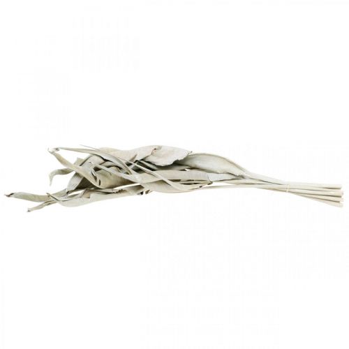 Floristik24 Strelitzia foglie bianche lavate essiccate 45-80 cm 10 pz