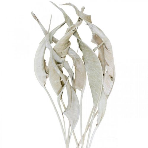 Floristik24 Strelitzia foglie bianche lavate essiccate 45-80 cm 10 pz