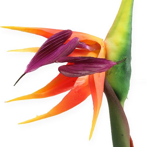 Prodotto Strelitzia uccello del paradiso fiore 62cm