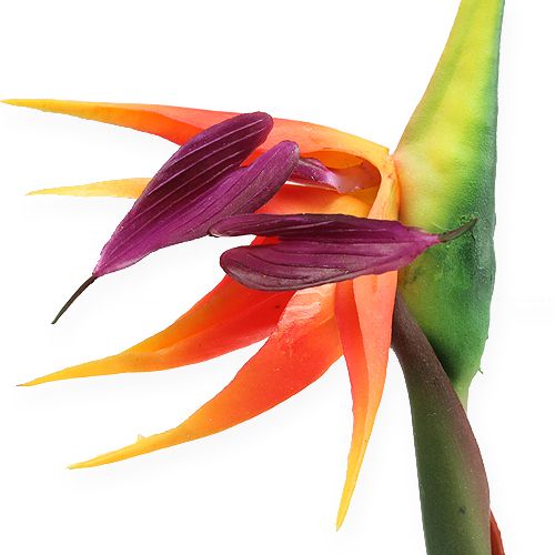 Floristik24 Strelitzia uccello del paradiso fiore 62cm