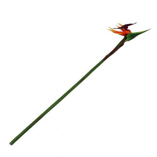 Floristik24 Strelitzia uccello del paradiso fiore 62cm