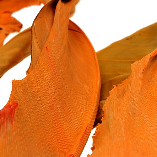 Prodotto Strelitzia foglie arancio 120cm 20p