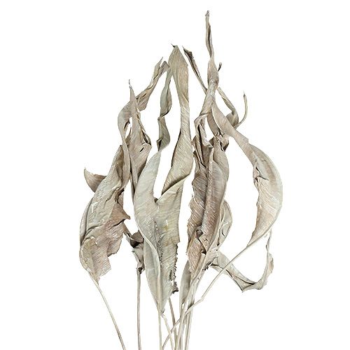 Floristik24 Foglie decorative Foglie di Strelitzia bianche lavate 120 cm 10 pz