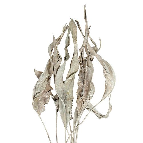 Floristik24 Foglie decorative Foglie di Strelitzia lavate bianche 120cm 10 pezzi